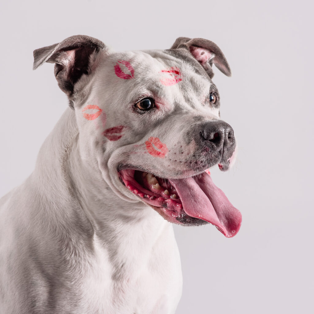 Photo canine portrait sur fond blanc